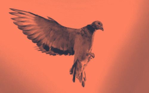 bremsen-statt-hinterher-hecheln-domestic-pigeons