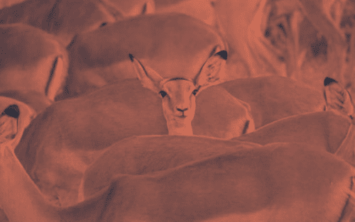ueberraschend-anders-impala