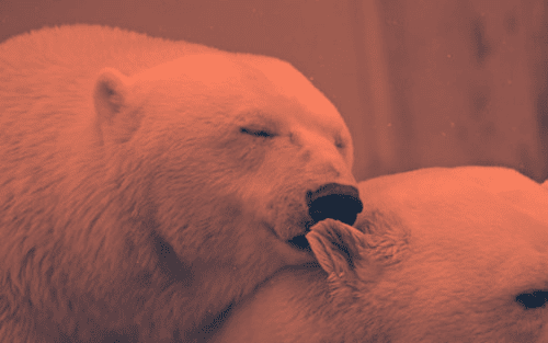 beziehung-engpass-und-chance-polar-bear