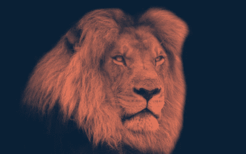staerkt-dich-deine-website-lion