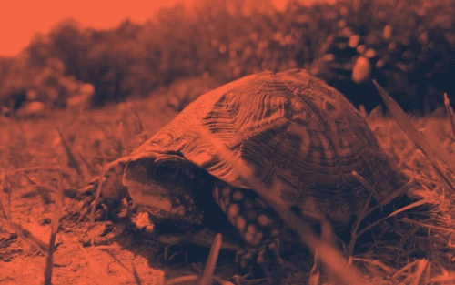 achtsamkeit-langsamkeit-turtle