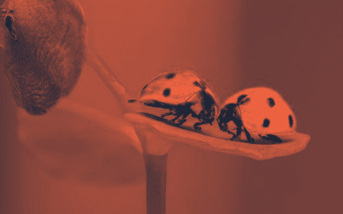 google-optimierung-ladybugs-1593406_1920-pixabay-duotone