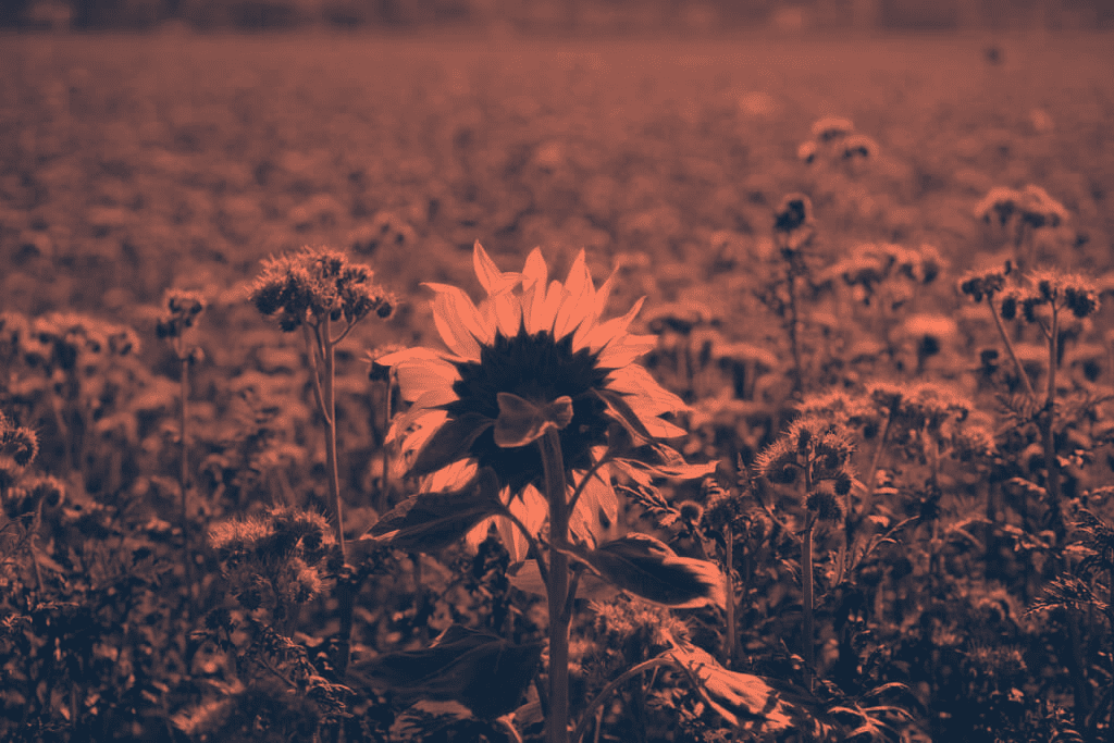 was-nur-Du-machen-kannst_sun-flower-2876134_1920-Pixabay-1024x683-duotone