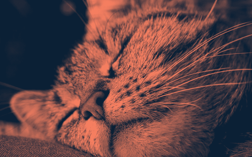 wohlfühlen-cat-2323339_1920-pixabay.jpg